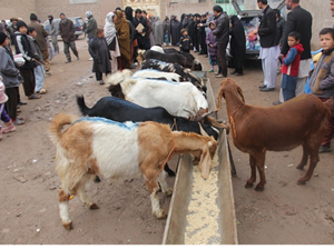 Provision of animal husbandry to improve community self-reliance in Herat and Farah Province